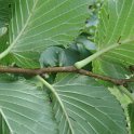 Ulmus x hollandica 'Dodoens' rameau